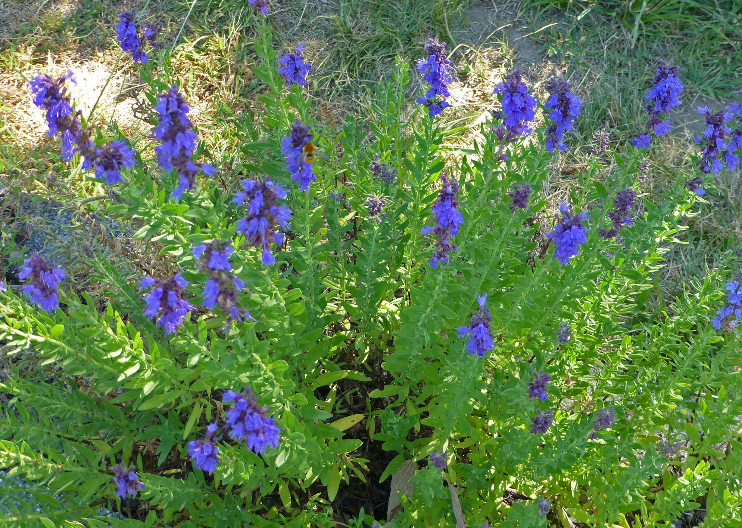 Hyssopus officinalis photo